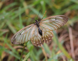 Clear-winged Swallowtail (Cressida Cressida)