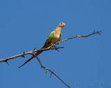 Princess Parrot (Polytelis alexandrae)