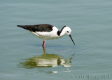 Pied Stilt (Himantopus leucocephalus)