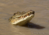 Crocodiles (Crocodylidae)