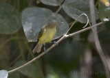 Green-backed Honeyeater (Glycichaera fallax claudi)