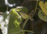 Green-backed Honeyeater (Glycichaera fallax claudi)