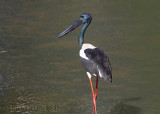 Black-necked Stork (Ephippiorhynchus asiaticus australis)