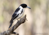 Black-backed Butcherbird (Cracticus mentalis)