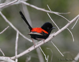 Red-backed Fairywren (Maluris melanocephalus)