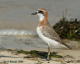 Greater Sand-Plover (Charadrious leschenaultii)