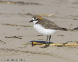 Red-capped Plover (Charadrius ruficapillus)