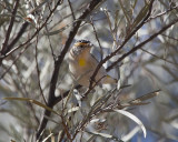 Red-browed Pardalote (Pardalotus rubricatus)