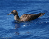 Wedge-tailed Shearwater (Ardenna pacificus)