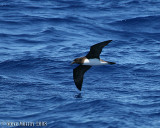 Tahiti Petrel (Pseudobulweria rostrata)