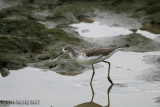 Common Greenshank (Tringa nebularia)