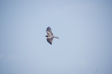 Black kite