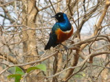 Superb starling