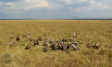 vultures