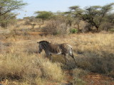 Grevys zebra