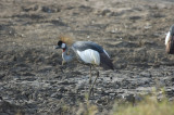 grey crowned crane