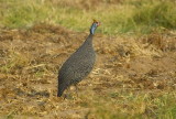 helmeted guineafowl