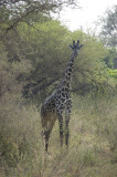 masai giraffe