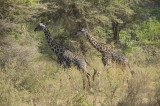 masai giraffe