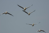 pelicans