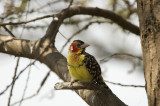 red and yellow barbet
