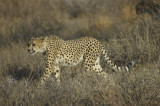 cheetah