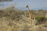 reticulated giraffe
