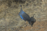 vulturine guineafowl