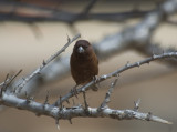weaver