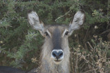 waterbuck