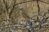 white-browed coucal