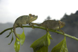 chameleon