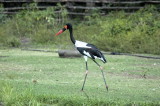 saddle-billed stork