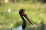 saddle-billed stork