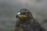 tawny eagle