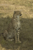 cheetah