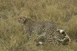 cheetah