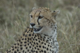cheetah