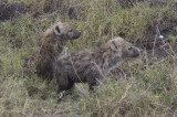 spotted hyena cubs