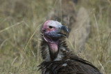 vulture