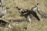 vulture