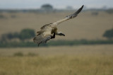 white-backed vulture