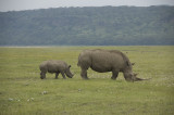  white rhino