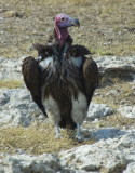 Nubian vulture