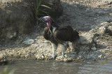 Nubian vulture