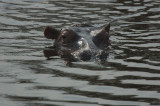 hippo