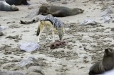 blackbacked jackal3.jpg