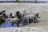 olifant66.jpg