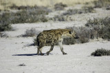 spotted hyena46.jpg