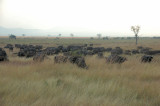 african buffalo1.jpg